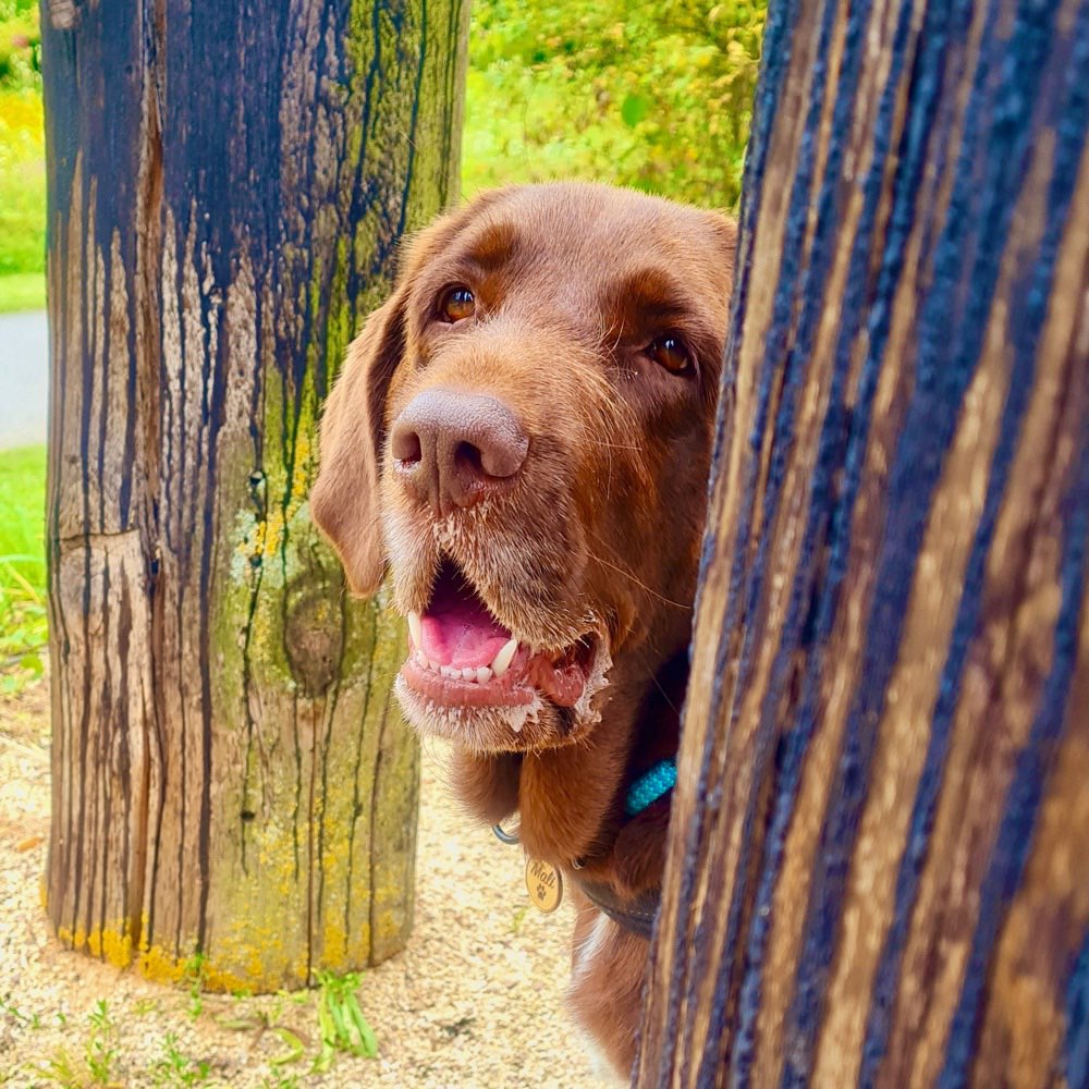 Hundetreffen-Lauf-und Spielrunde in Singen Hohentwiel-Profilbild