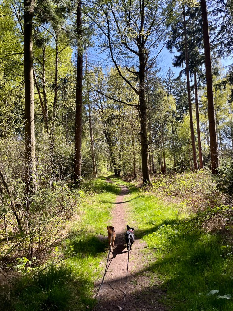 Hundetreffen-Hunderunde 🌳🐾🥾-Profilbild