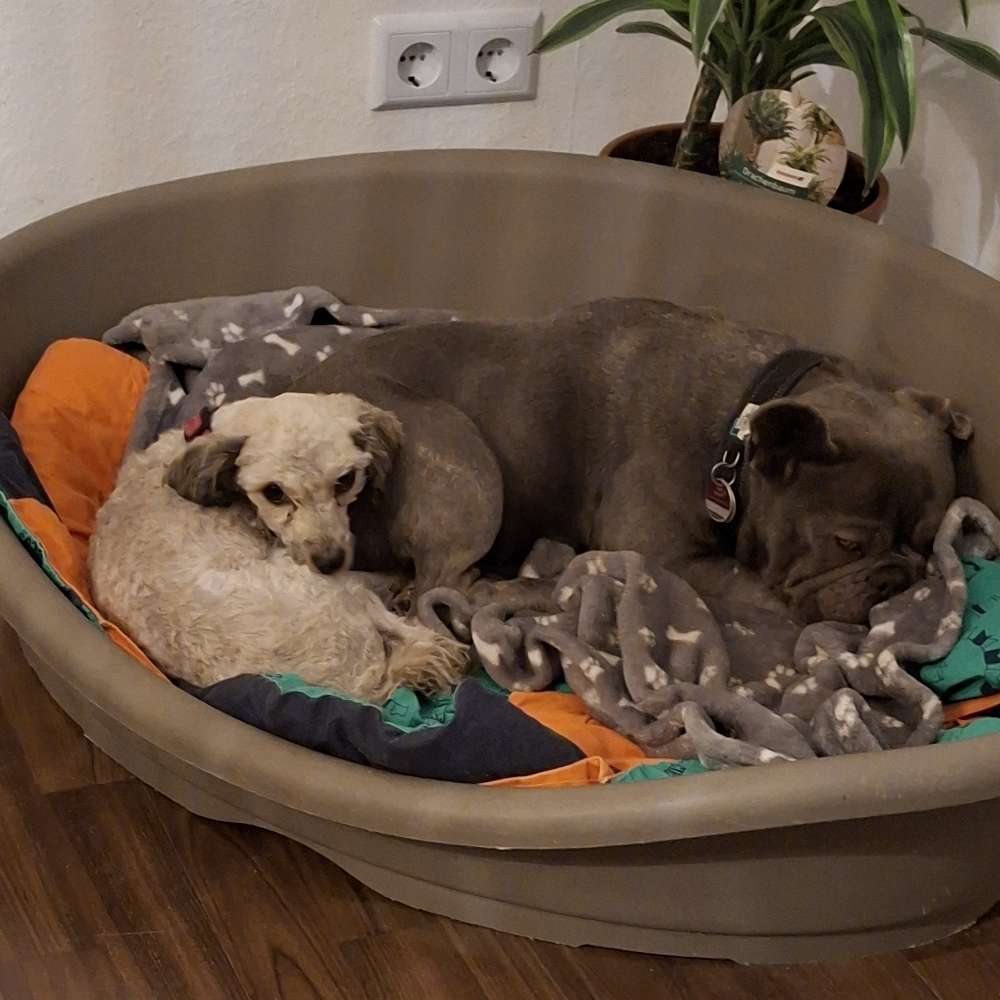 Hundetreffen-Hundespaziergang-Profilbild