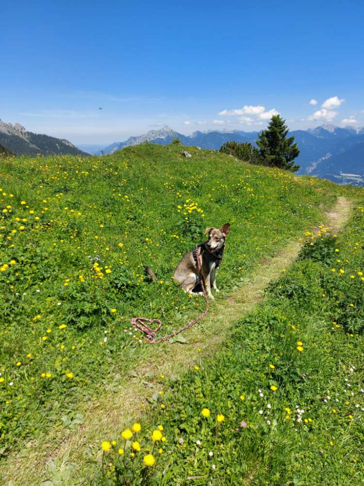 Hundetreffen-Junghundetreffen im Garten und Gassigang-Profilbild