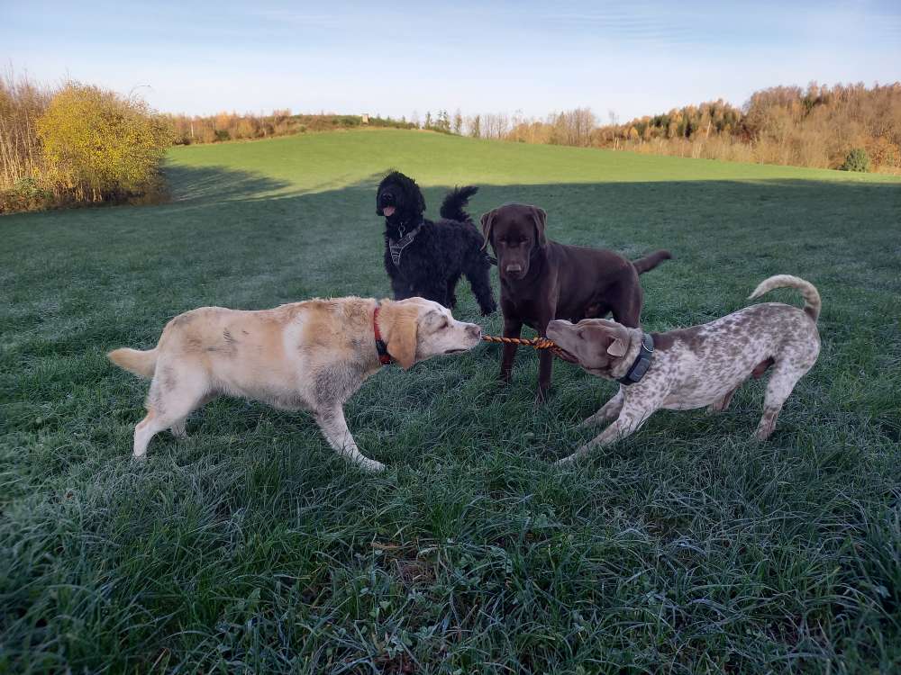 Hundetreffen-Gemeinsame Spaziergänge mit Spiel und Spaß!-Profilbild