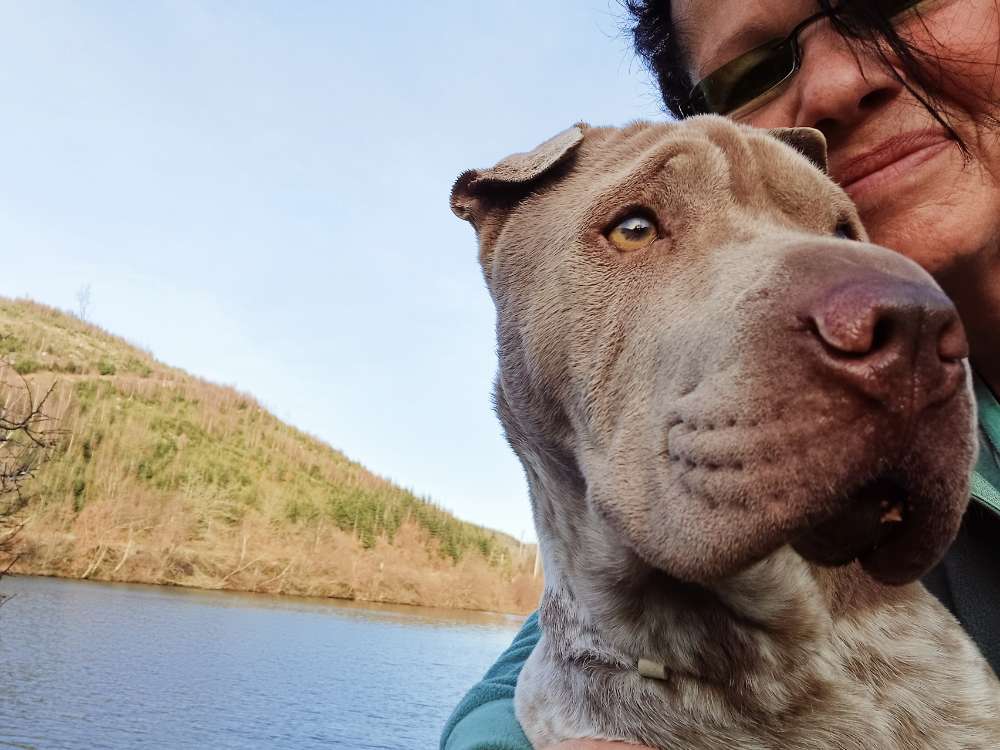 Hundetreffen-Gemeinsame Spaziergänge-Profilbild