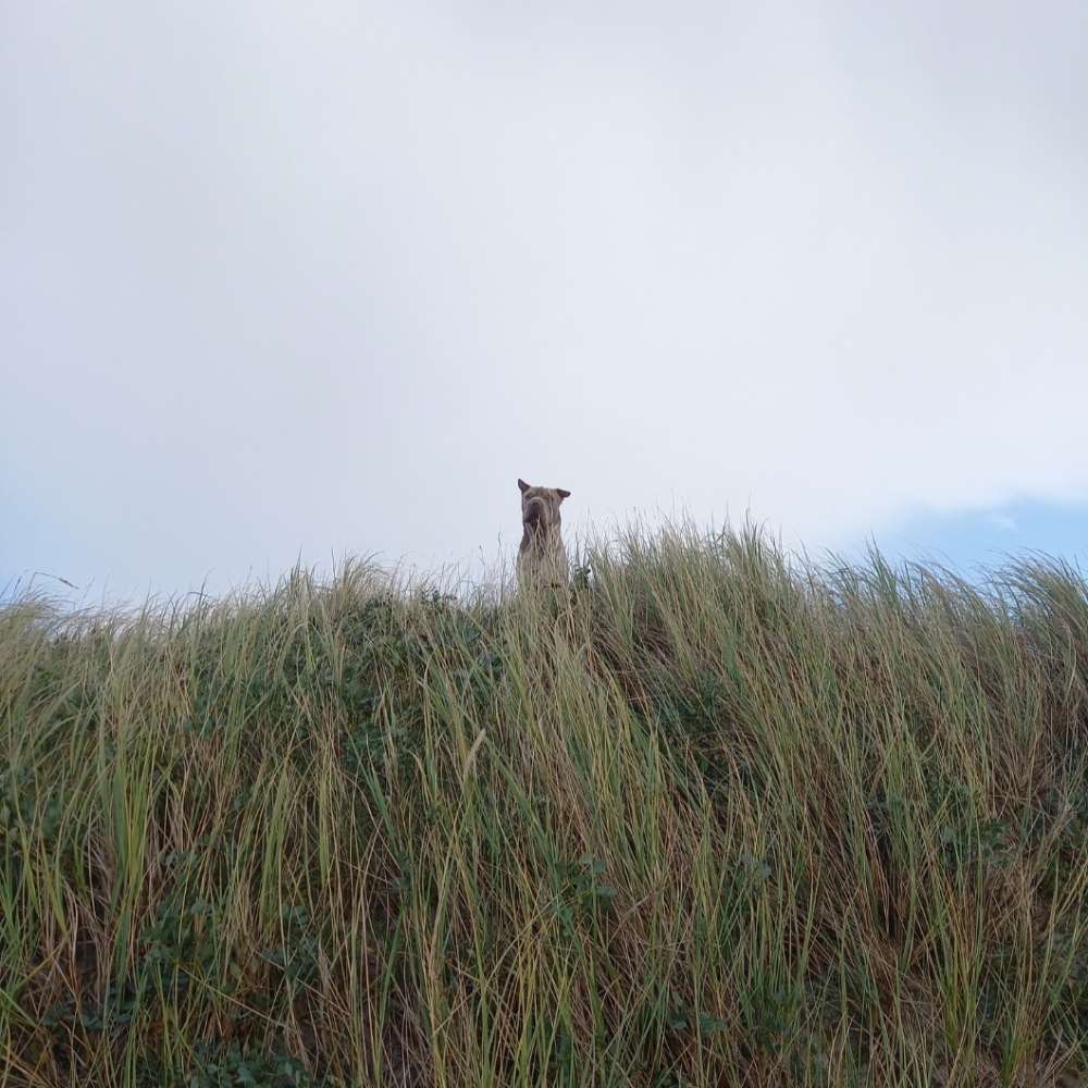 291. Handy Fotochallenge Banner