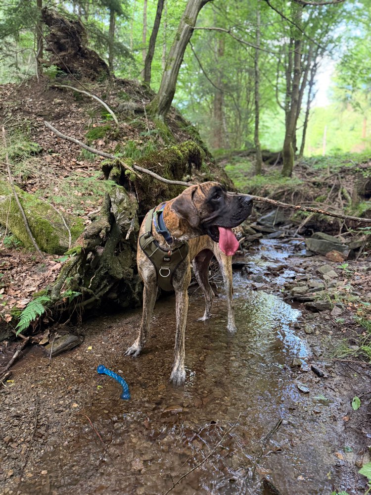 Hundetreffen-Gassi und Spiel treffen gesucht :)-Profilbild