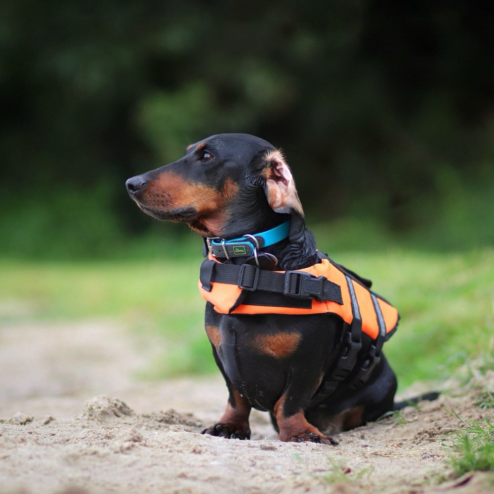 Hundetreffen-Spielen und Trainieren-Profilbild