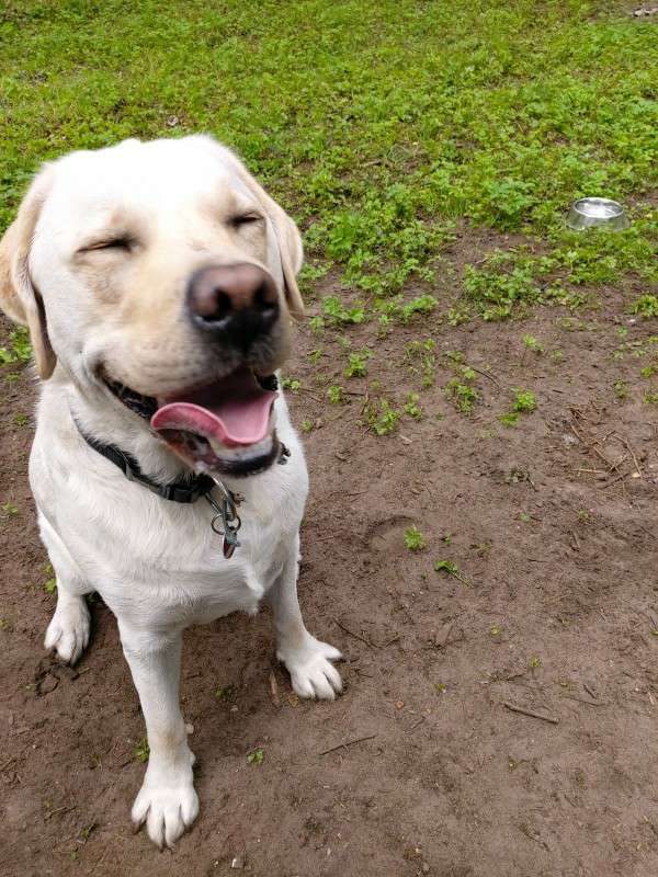 Hundetreffen-Treffen zum spielen-Profilbild