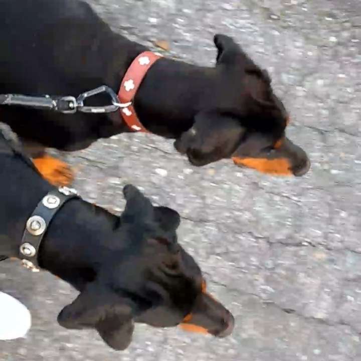 Hundetreffen-Trainings Spaziergang-Profilbild