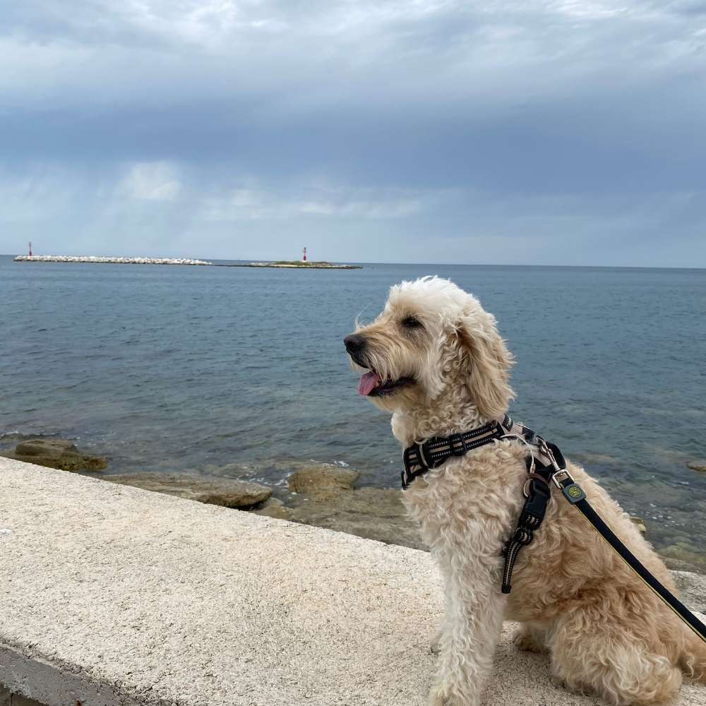 Hundetreffen-Gassi-Profilbild