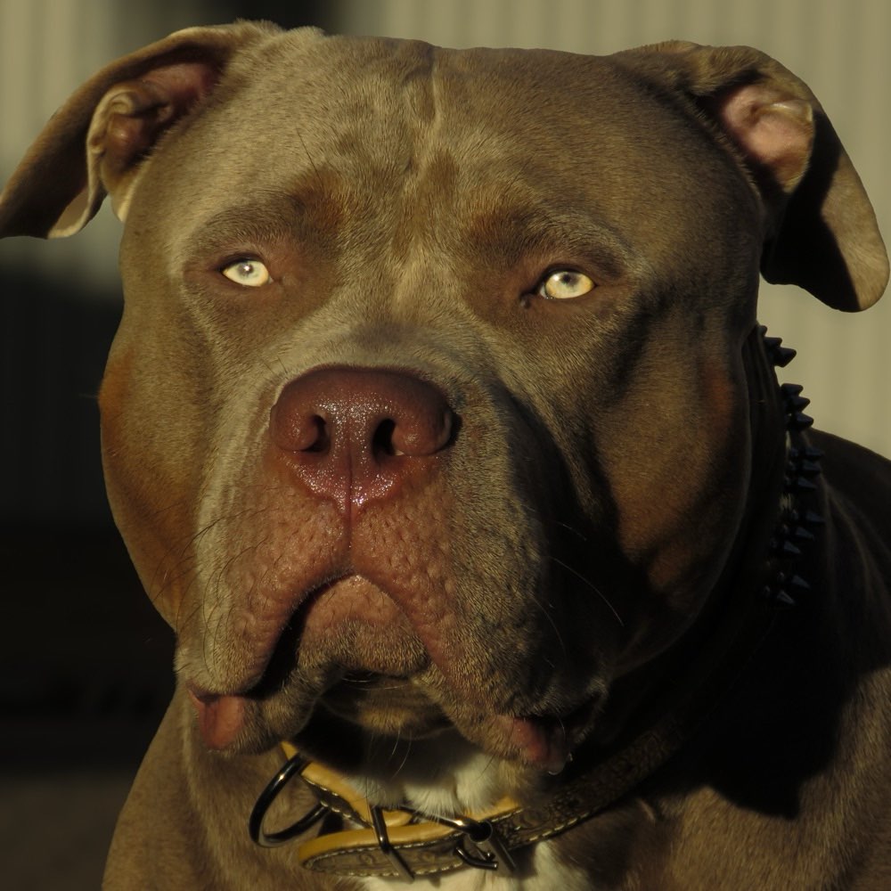 Hundetreffen-Spielpartner-Profilbild