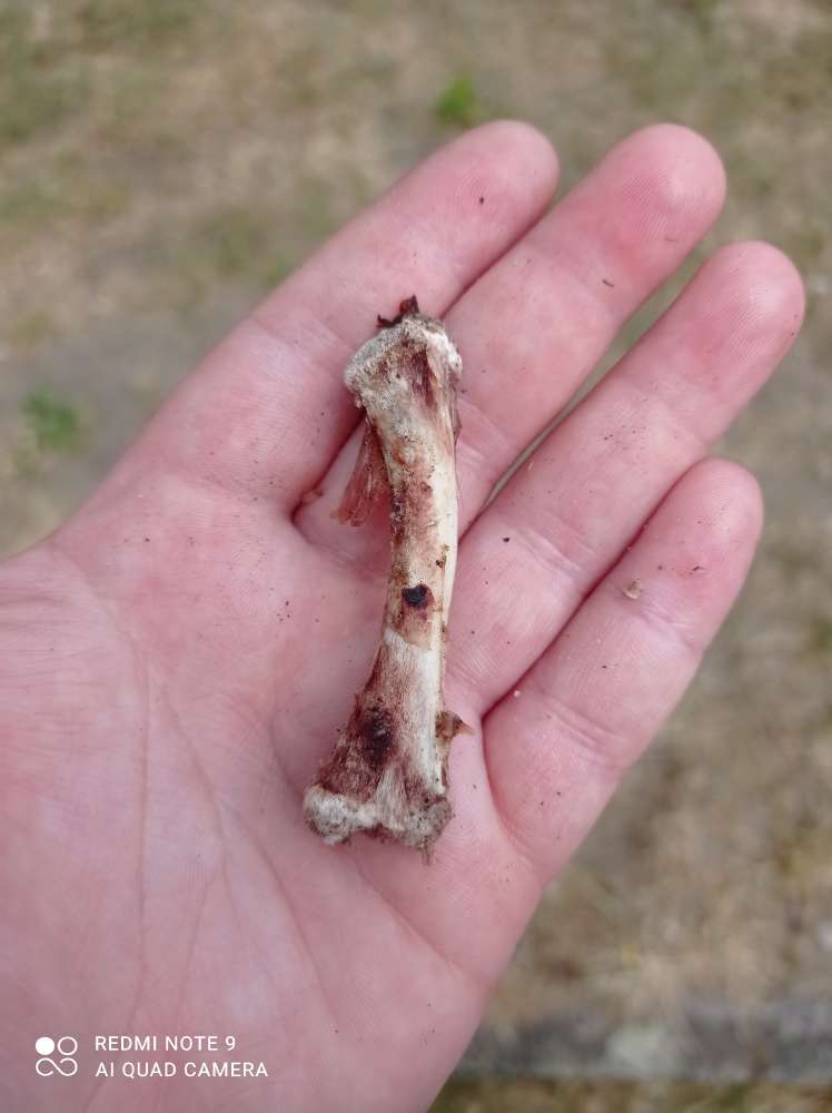 Giftköder-Hühner knochen!-Profilbild