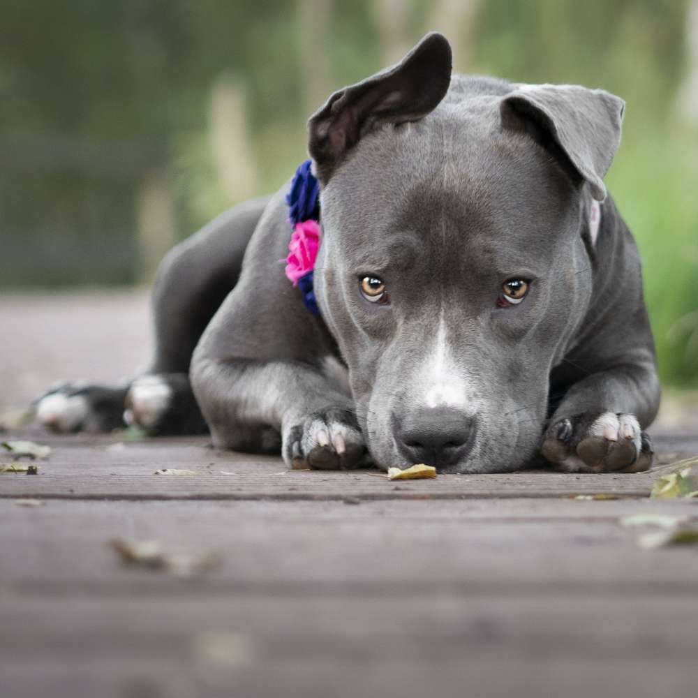Hundetreffen-Spielkameraden für Treffen zum Toben gesucht-Profilbild