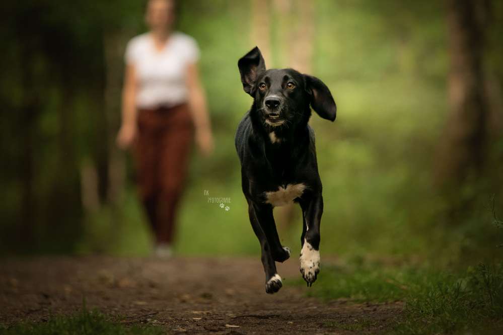 Hundetreffen-Spaziergänge in 38300 Wolfenbüttel-Profilbild