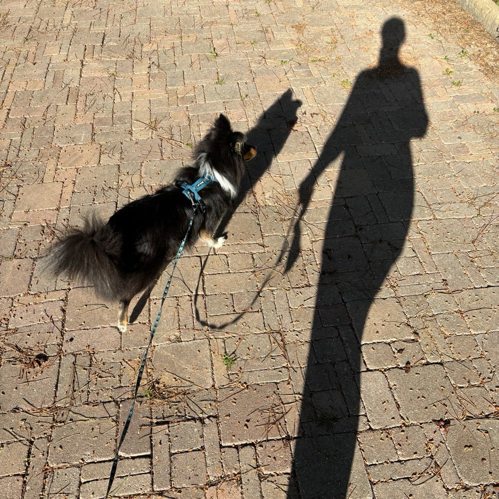 Hundetreffen-Treffen mit Junghunden-Profilbild