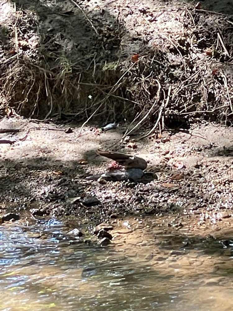 Giftköder-Taubenkadaver-Profilbild
