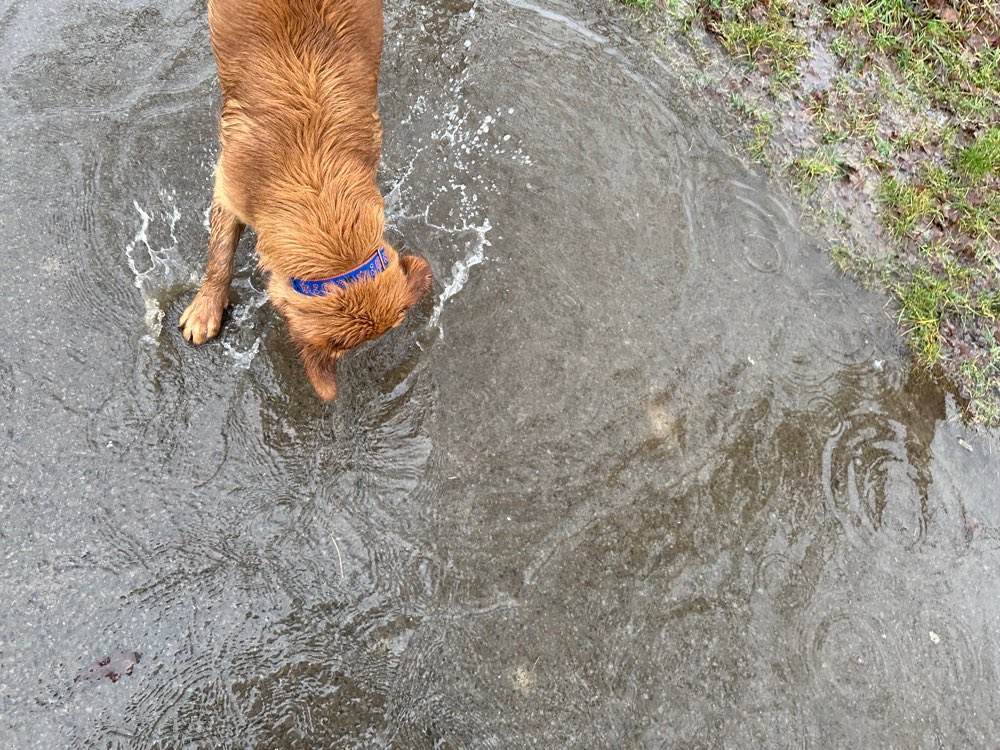 Hundetreffen-Charly sucht 🐾 Spiel Gefährten 🐕🐶-Profilbild