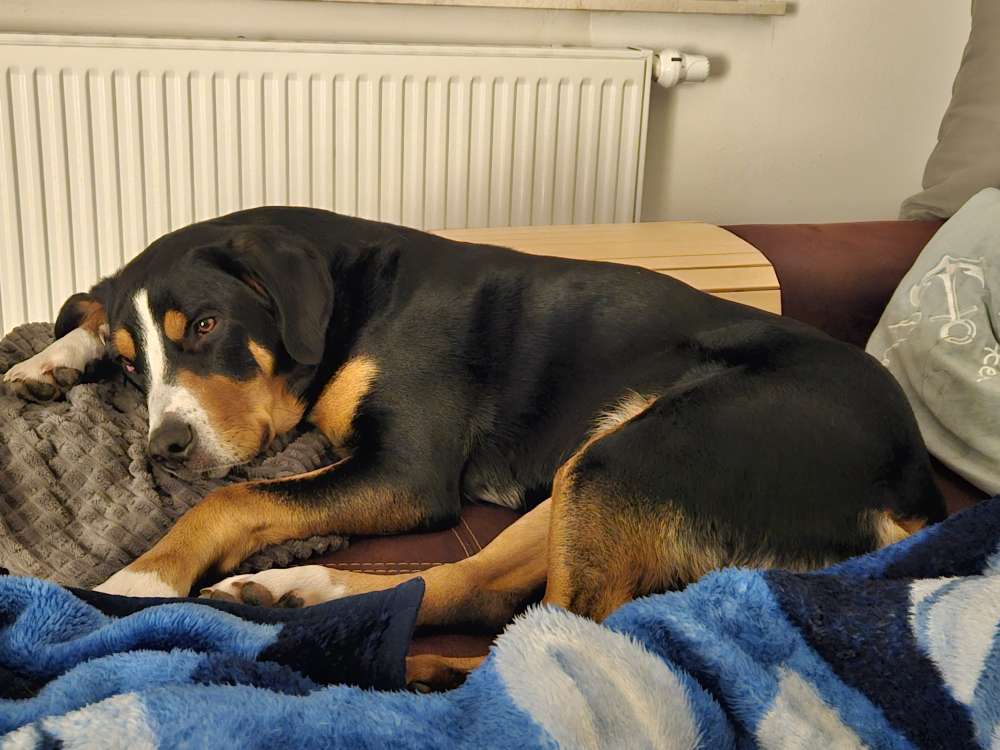 Hundetreffen-Gassifreunde gesucht-Profilbild