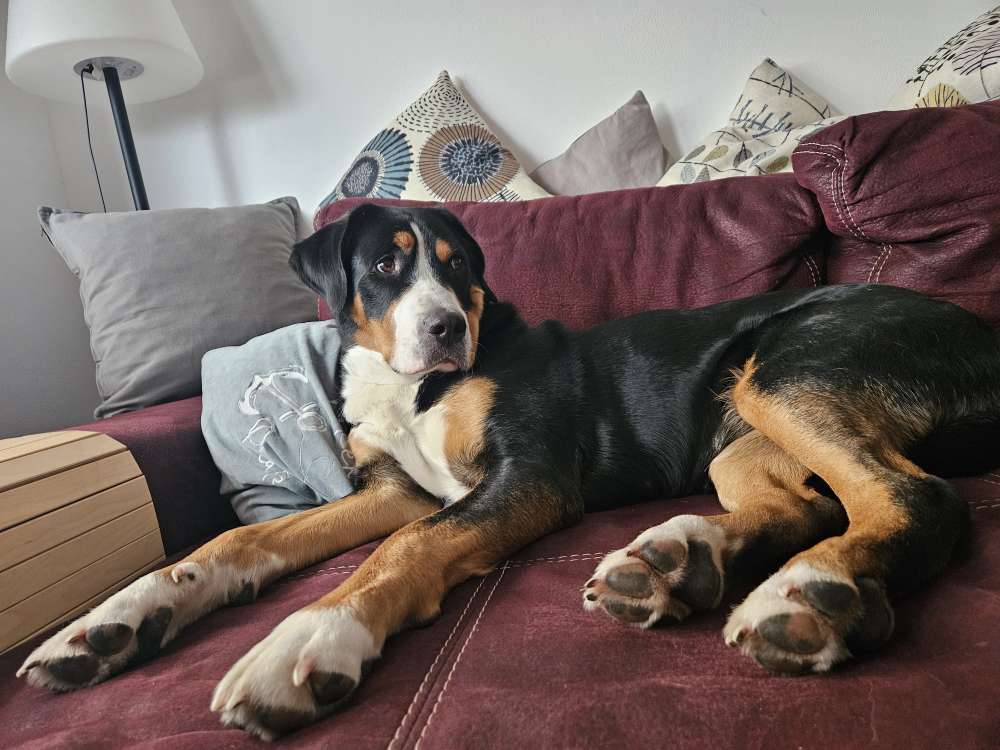 Hundetreffen-Üben, Üben und nochmal Üben-Profilbild