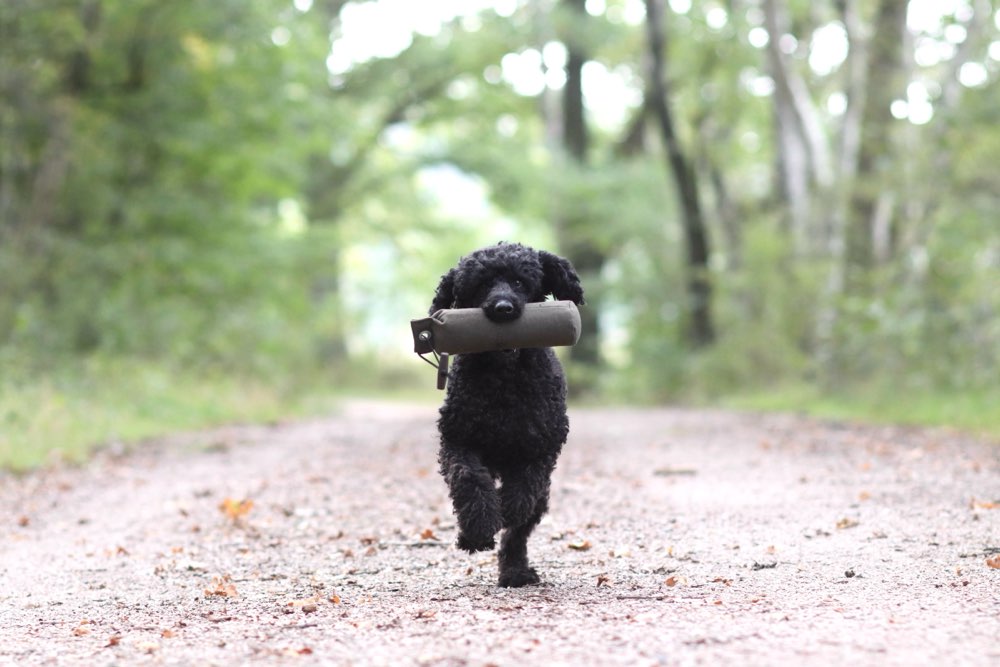 Hundetreffen-Dummy Trainingspartner gesucht-Profilbild