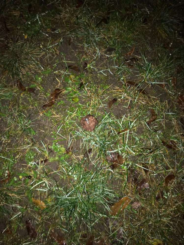 Giftköder-Giftköder-Profilbild