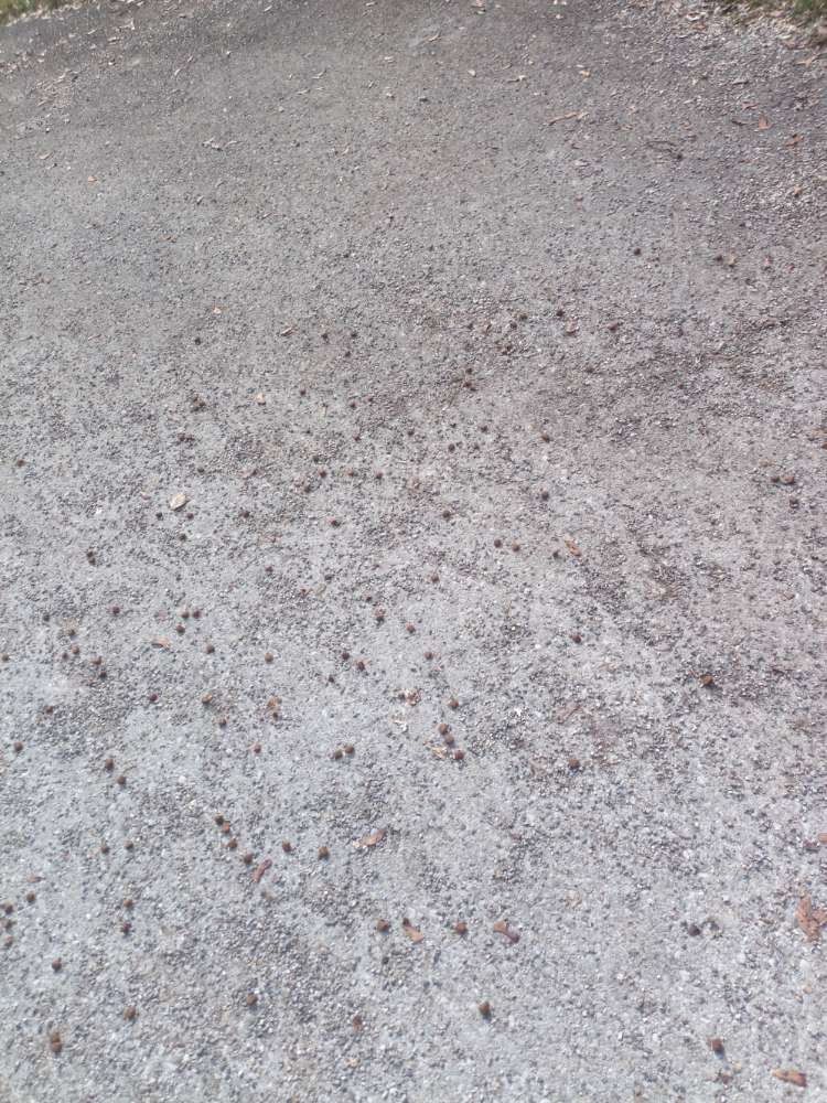 Giftköder-Giftiges Hundefutter verstreut-Profilbild