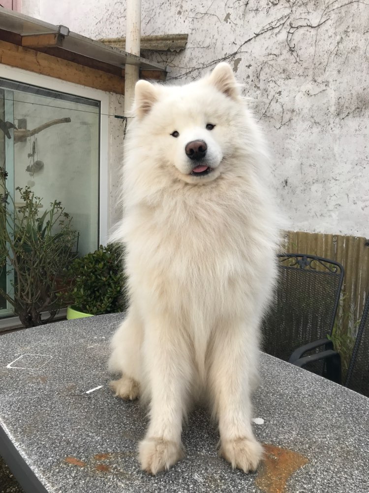 Hundetreffen-Gemeinsames Training-Profilbild