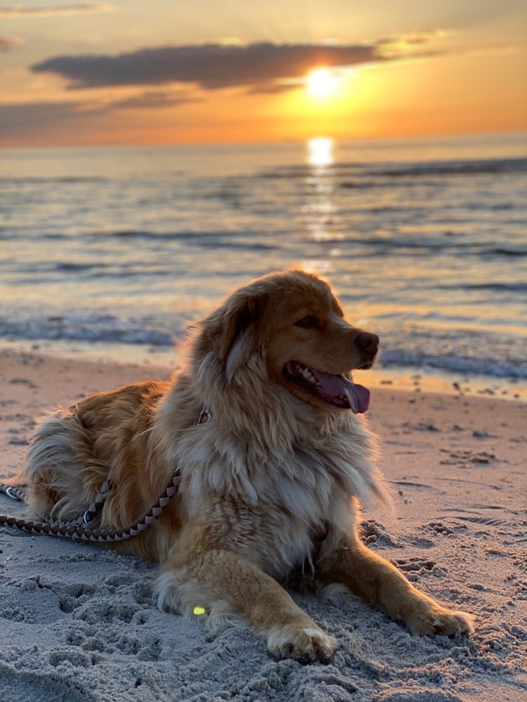 Hundetreffen-Übung Sozialverhalten, Gassi an der Leine-Profilbild