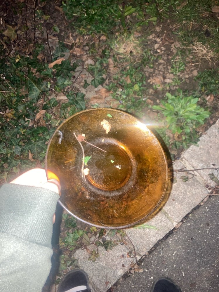 Giftköder-Evtl Giftköder-Profilbild