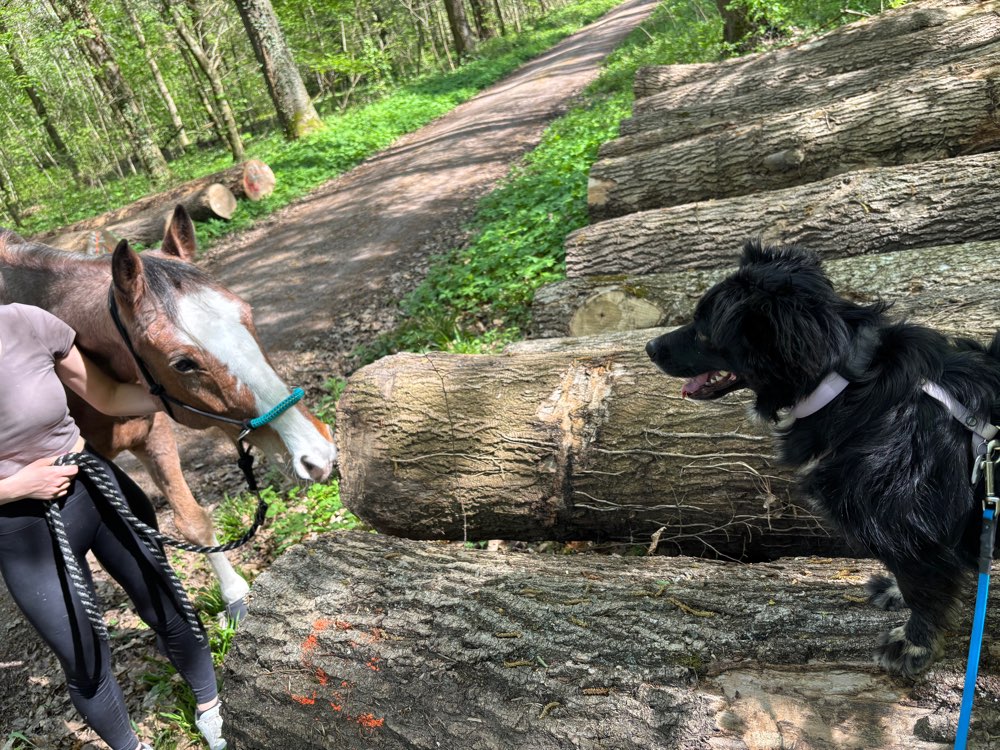 Hundetreffen-Epilepsie beim Hund-Profilbild