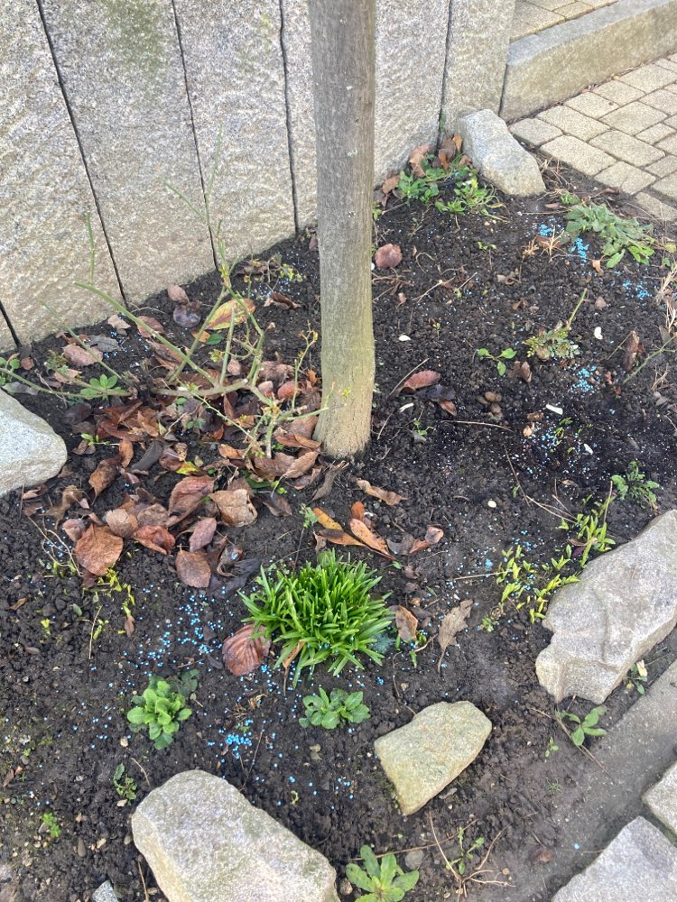 Giftköder-Blaue Kügelchen in der Erde-Profilbild