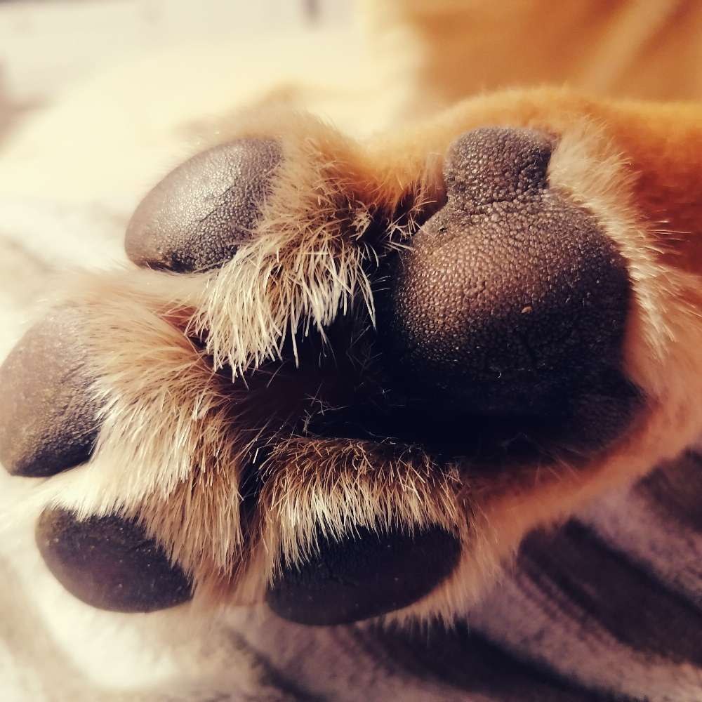 Hundetreffen-Nette Spaziergänge-Profilbild