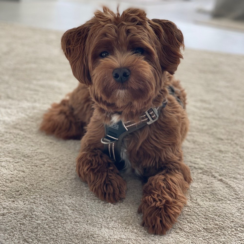 Hundetreffen-Suche Hundefreunde-Profilbild