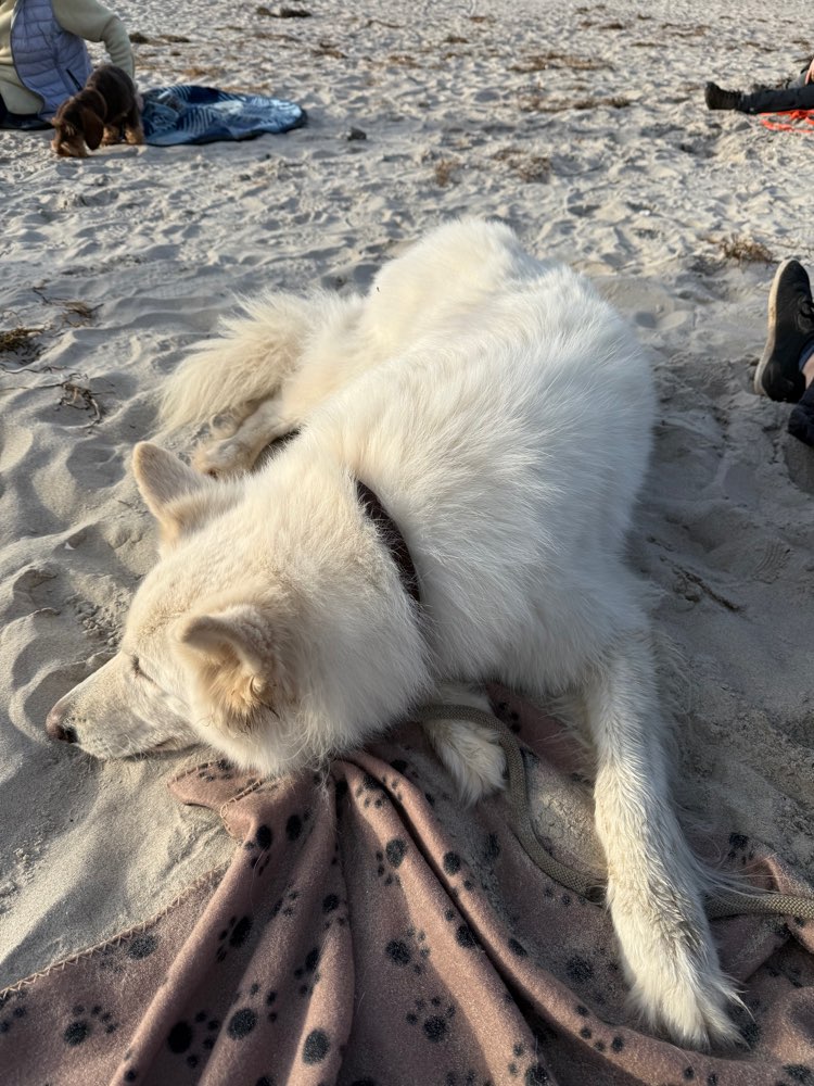 Hundetreffen-Training/Social Walk-Profilbild