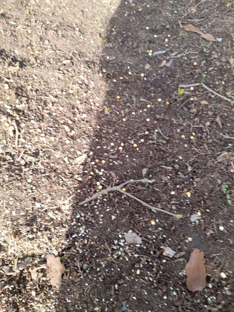 Giftköder-Möglicher Giftköder-Profilbild