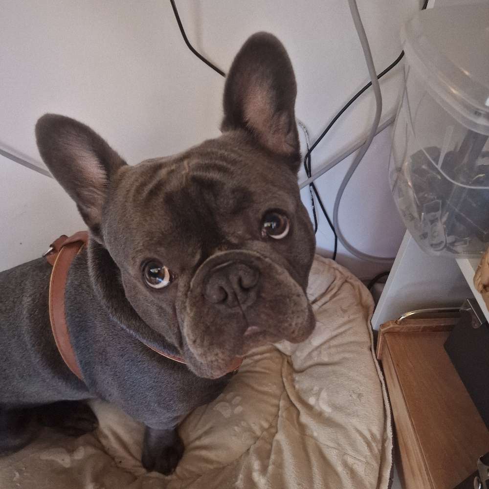 Hundetreffen-Frenchie-Treff-Profilbild