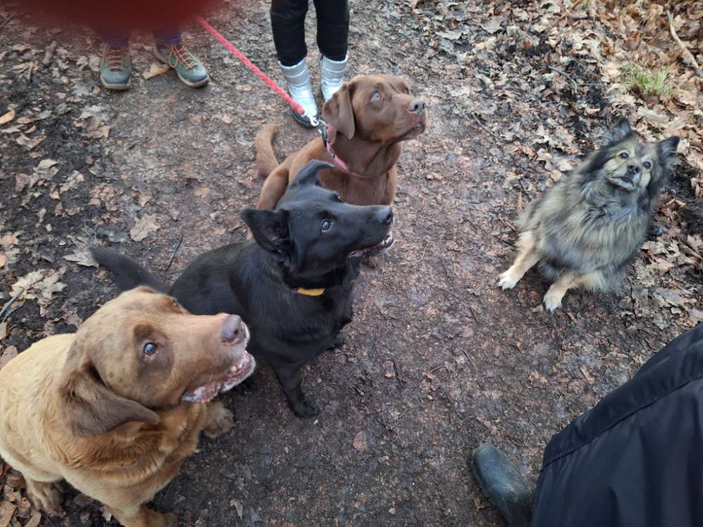Hundetreffen-Gassi im Crimmitschauer Wald🐺🐾-Profilbild
