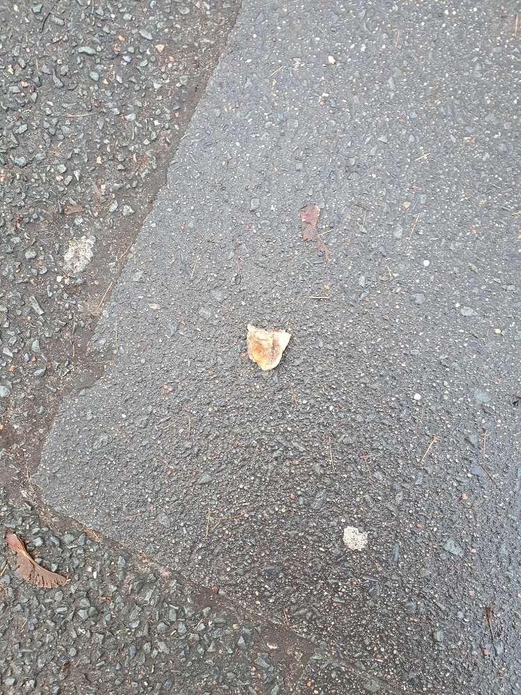 Giftköder-Knochen gefunden-Profilbild