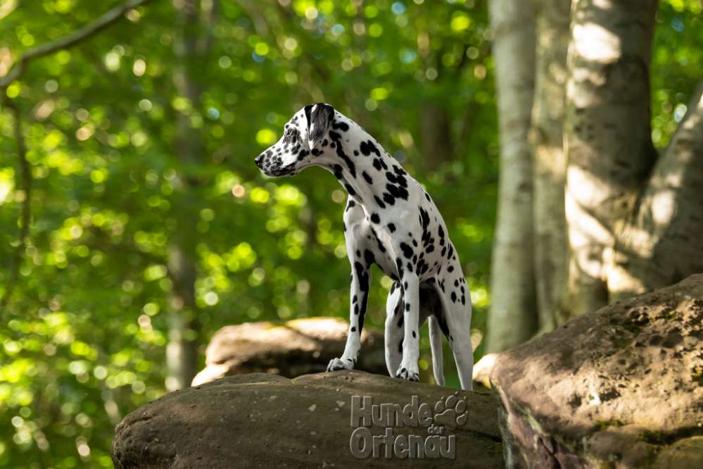 Hundetreffen-Fotoshooting-Profilbild