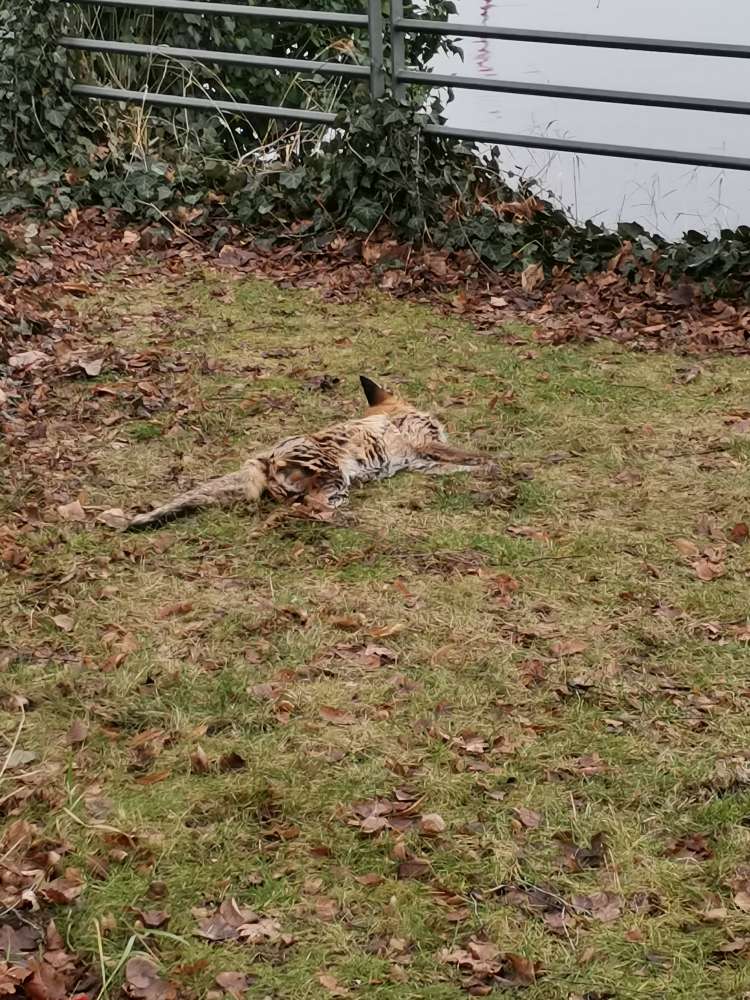 Giftköder-Toter Fuchs Wröhmänner Park-Profilbild