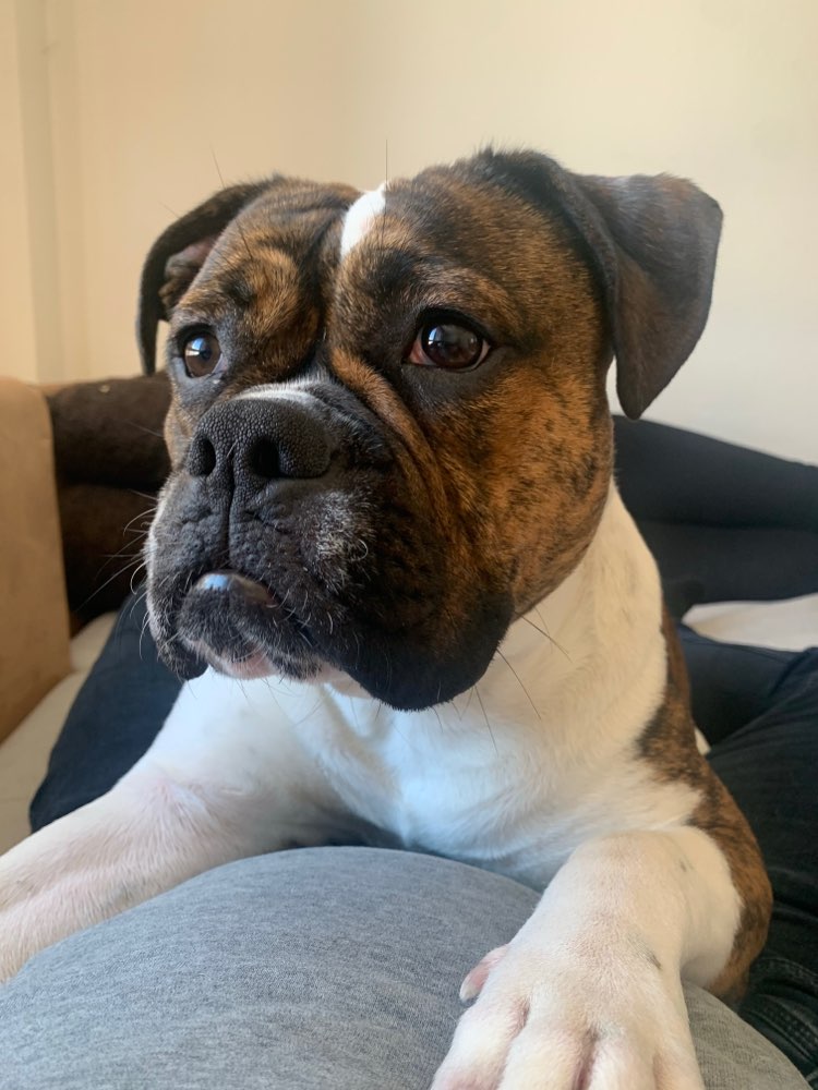 Hundetreffen-Suchen Spielgefährten-Profilbild