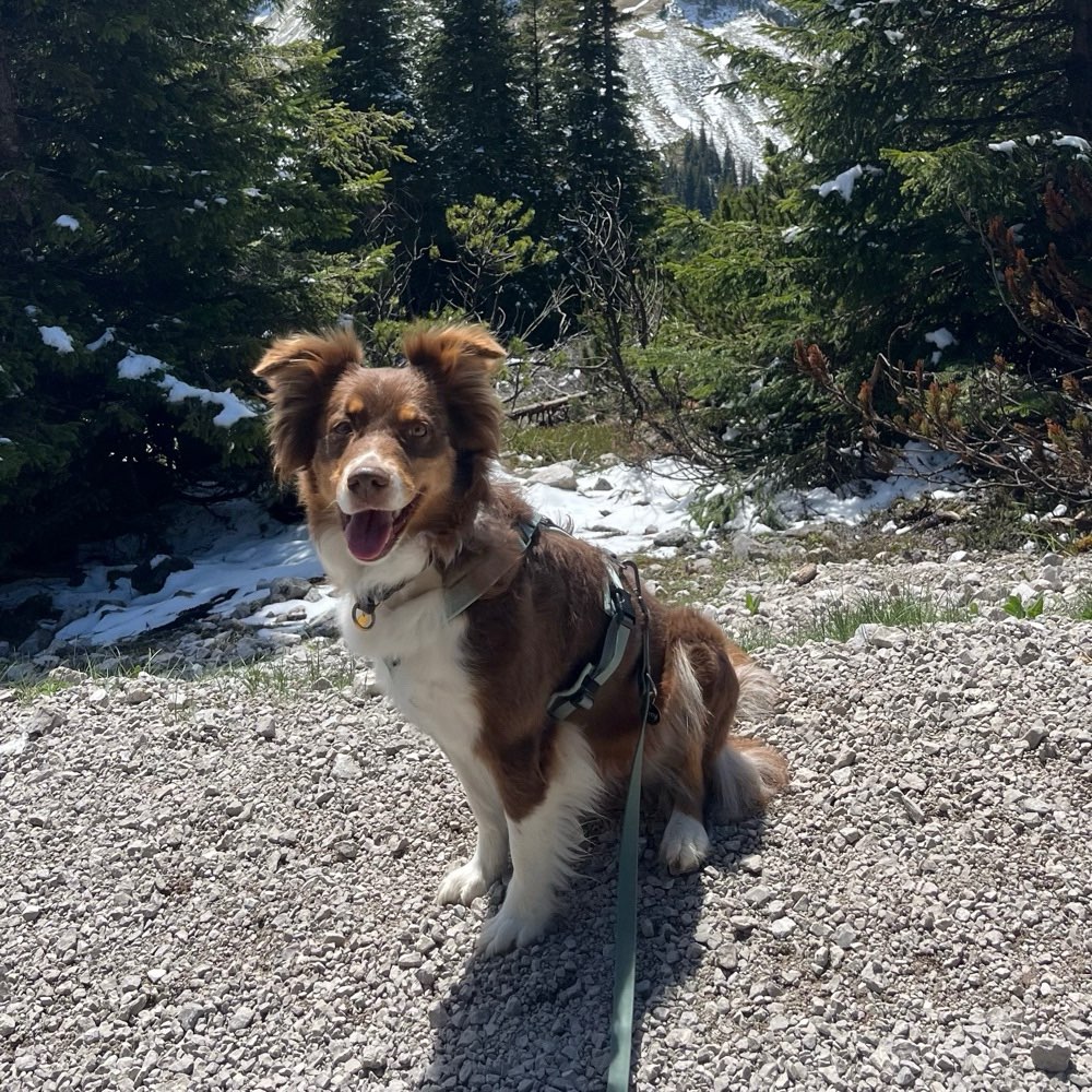 Hundetreffen-Spazieren gehen-Profilbild
