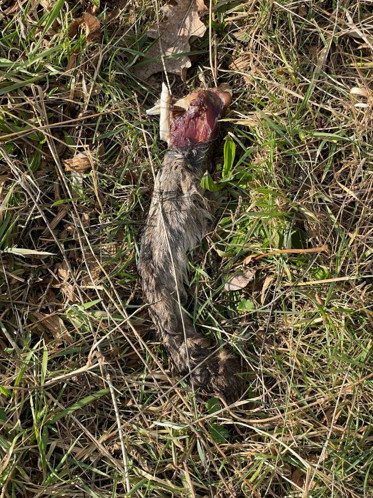 Giftköder-Tierkadaver (Hund/Katze)-Profilbild