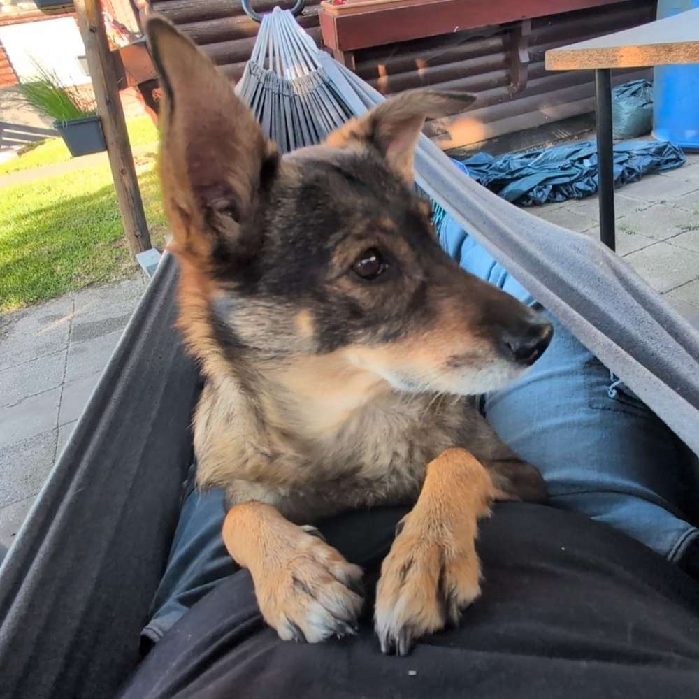 Hundetreffen-Gassi Runden zum Kennenlernen, üben und neue Orte entdecken-Profilbild