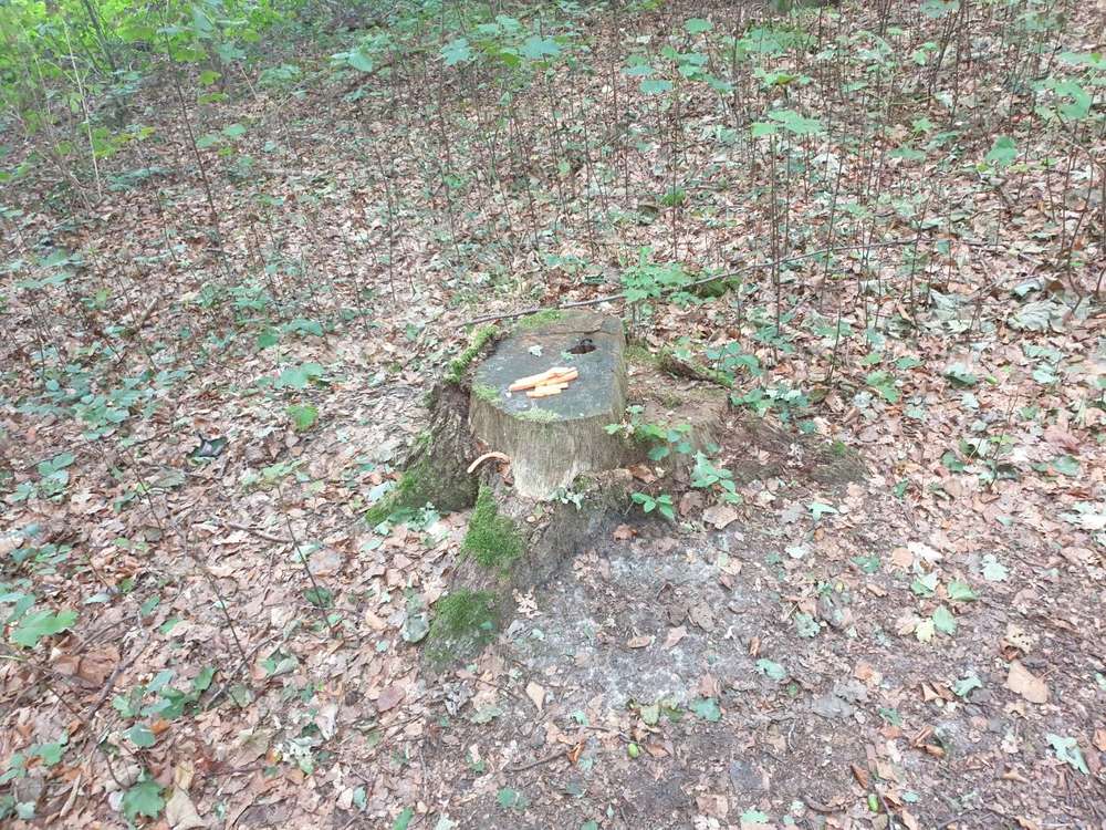 Giftköder-Möhrenstreifen ka ob Gift dran ist-Profilbild