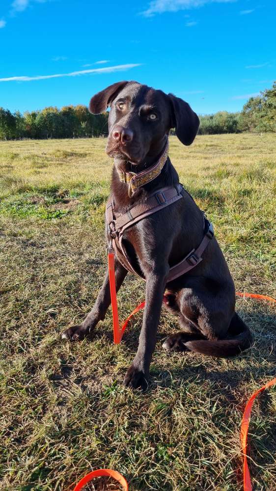 Hundetreffen-Souveräner Hund für ruhige Spaziergänge gesucht-Profilbild