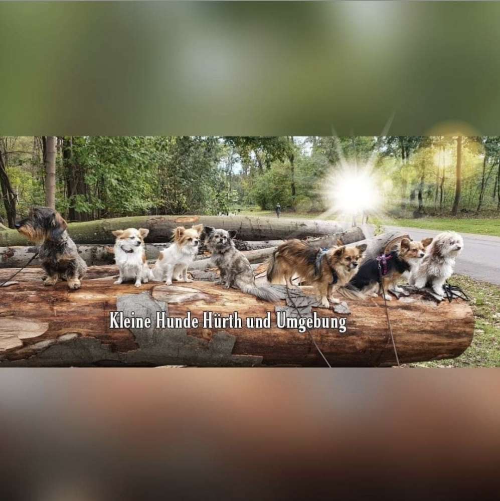 Hundetreffen-Kleine Hunde Hürth und Umgebung-Profilbild