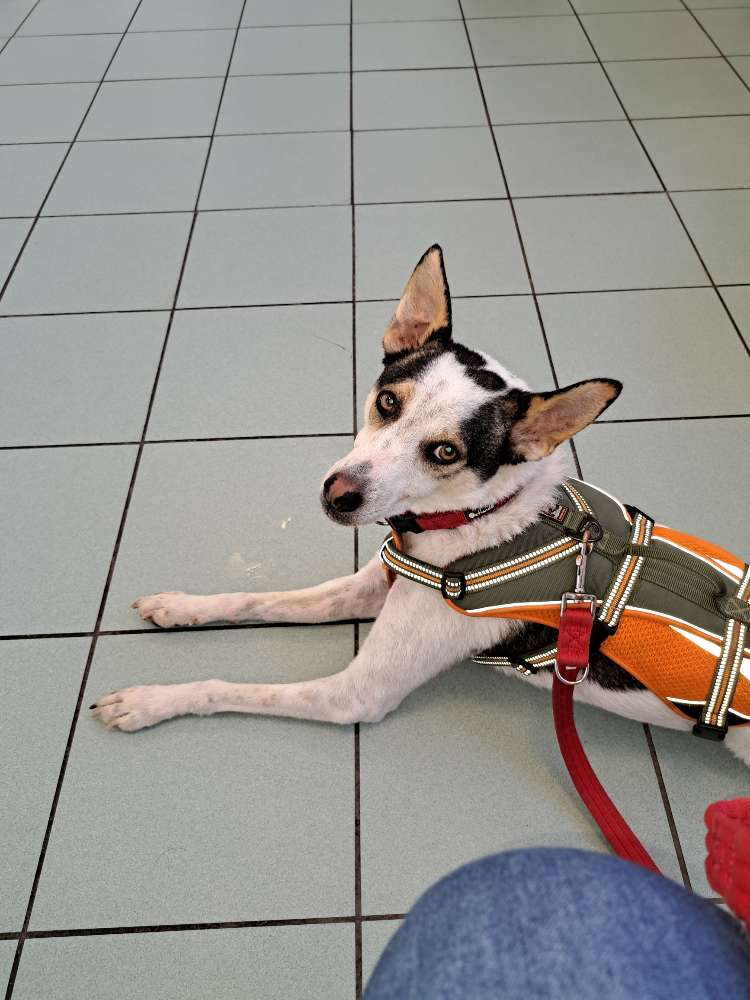 Hundetreffen-Social Walk-Profilbild