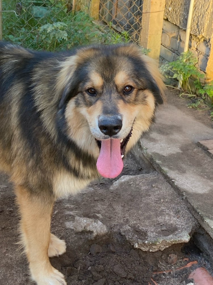 Hundetreffen-Moppi sucht Spielkameraden ab 20kg-Profilbild