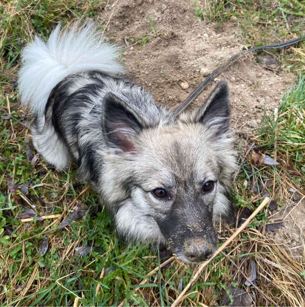 Hundetreffen-Hundetreffen-Profilbild