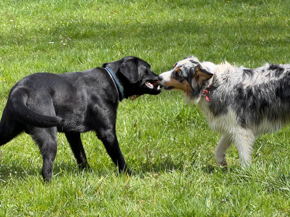 Hundetreffen-Üben/spielen/gassi-Profilbild