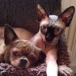 Hundetreffen-Spielgefährten gesucht-Profilbild